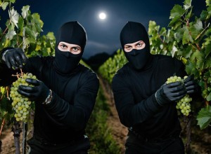 В Каменке и Рыбнице раскрыты кражи винограда, продуктов и сигарет