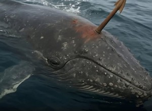 Кит с гарпуном XIX века найден у берегов Аляски