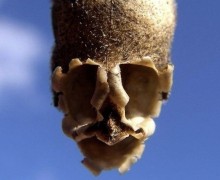 Львиный зев поражает: сухие плоды похожи на черепа