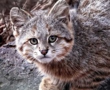 Колоколо — редкая пампасная кошка Южной Америки, тайный хищник Анд