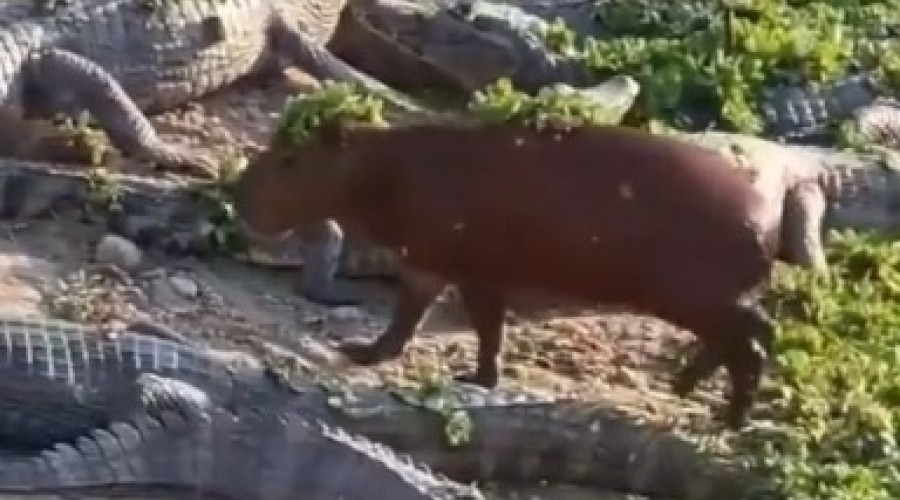 Почему крокодилы не нападают на капибар — объяснение биологов