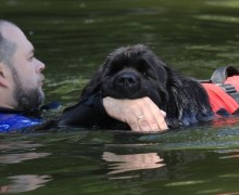 Ньюфаундленды — мощные спасатели на воде с врождённым инстинктом помогать