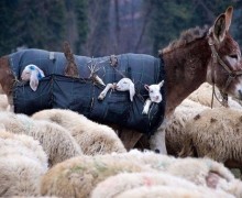 Ослики-няньки: как ослы помогают пастухам заботиться о ягнятах