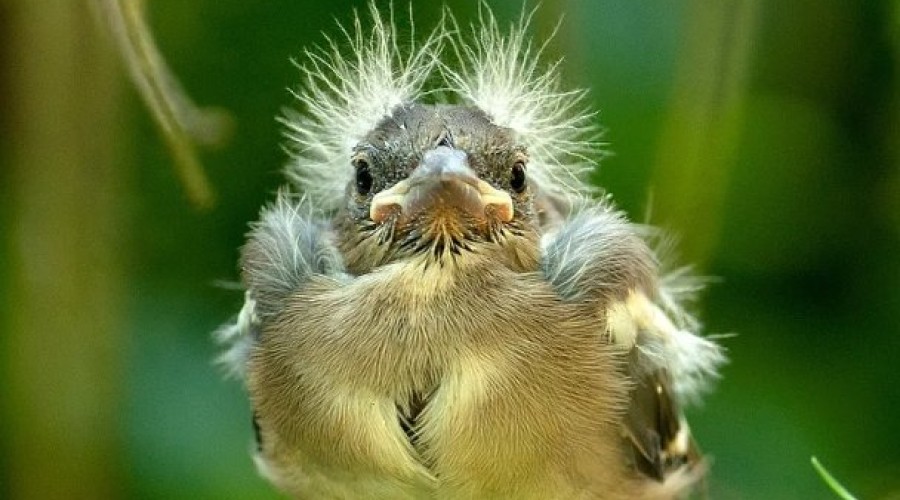 Не трогайте выпавшего птенца весной: советы по безопасности и помощи птицам