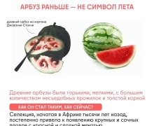 Как изменились овощи и фрукты за тысячи лет благодаря селекции человека