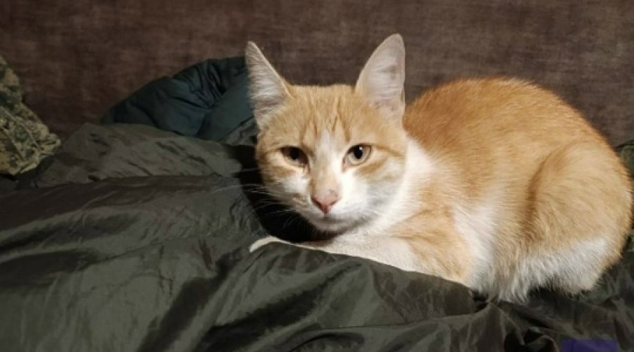 Военный привёз домой котят, родившихся на российских позициях