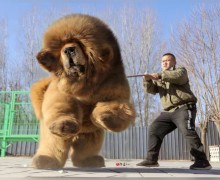 Тибетский мастиф – правда и мифы о гигантской собаке