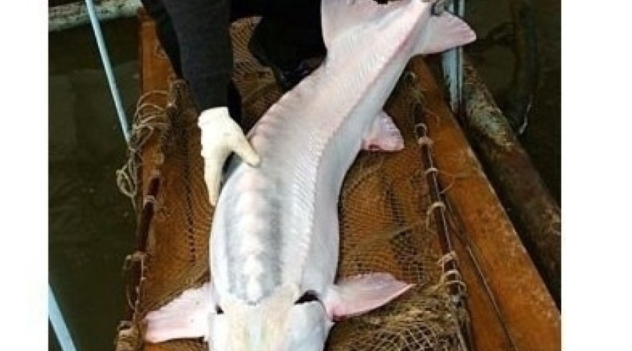 Икра «Алмас»: золотой бриллиант кулинарного мира