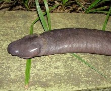 Айзельтский червь: крупнейший безлёгочный хищник планеты