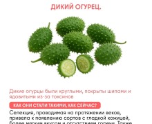 Как изменились овощи и фрукты за тысячи лет благодаря селекции человека