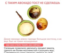 Как изменились овощи и фрукты за тысячи лет благодаря селекции человека