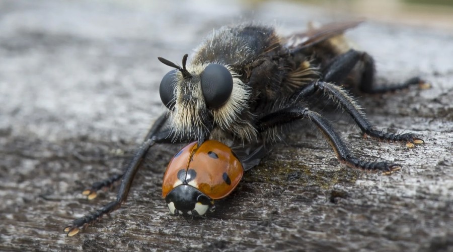 Ктыри — хищные мухи, которые охотятся на кровососов и ос