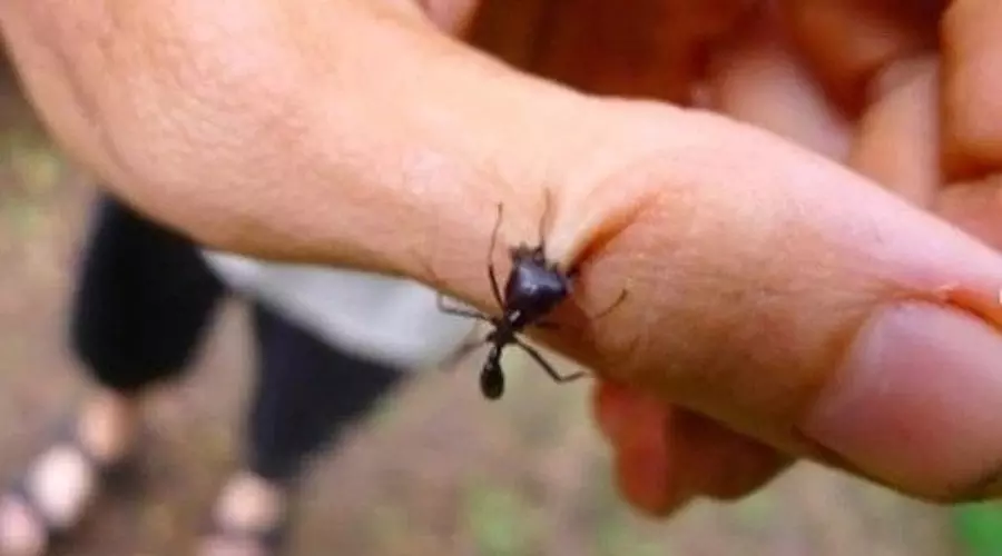 Как в Африке используют муравьёв для зашивания ран